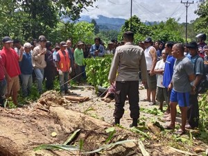 Pemotor Remaja Bonceng Nenek Tertimpa Pohon Tumbang di Sigi, Keduanya Tewas