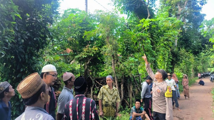 Pria kesetrum saat cari pakan ternak di Sumenep.