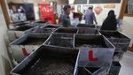 Produksi Cincau Meningkat untuk Kebutuhan Ramadan