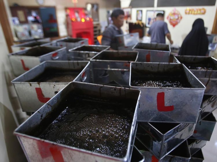 Produksi Cincau Meningkat untuk Kebutuhan Ramadan