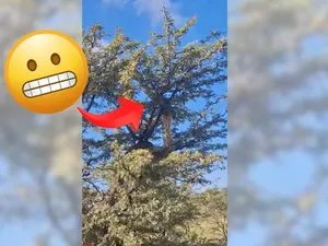 Viral Video Ular Piton Afrika Raksasa Merayap di Pohon Dikira Jerapah