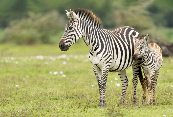 Plains Zebra (Equus quagga) mother with foal. Ngorongoro Conservation Area, Tanzania, Africa