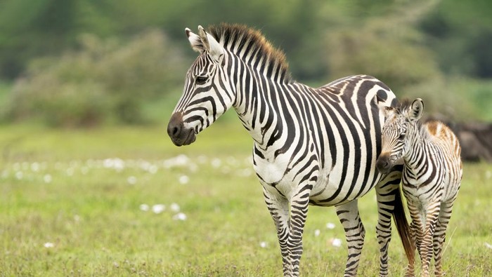 Plains Zebra (Equus quagga) mother with foal. Ngorongoro Conservation Area, Tanzania, Africa