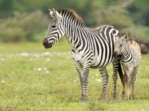 Rumahnya Moo Deng Lagi Cari Nama Buat Anak Zebra, Yuk Ikutan Voting