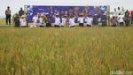 Zulhas Borong Gabah Petani Saat #DemiIndonesia Mandiri Pangan di Ngawi