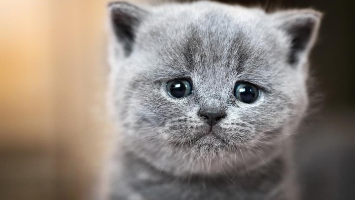 Cute kitten portrait. British Shorthair cat. Sad, crying expression