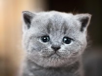 Mudik Lebaran dengan 17 Kucing