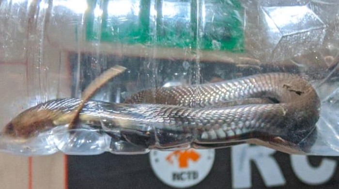 Ular kobra Jawa diamankan di markas RCTD.