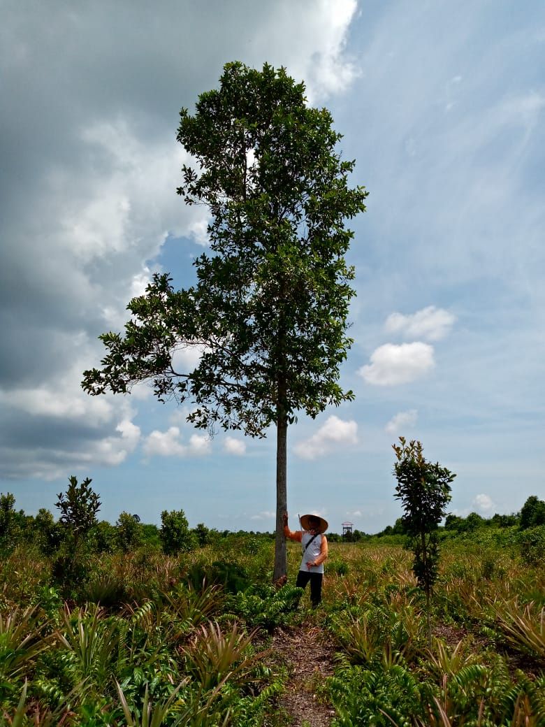 Lahan gambut d area KPI Pakning Lahan gambut d area KPI Pakning