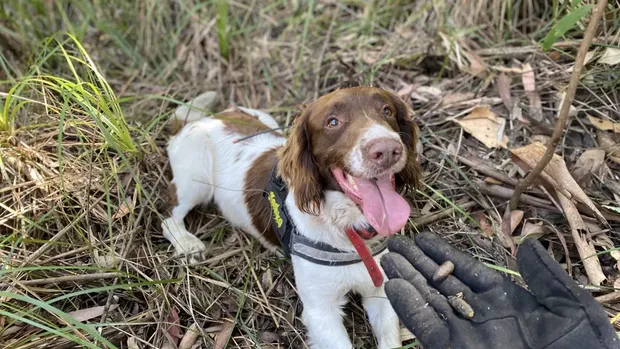 Max anjing berjenis English Springer Spaniel