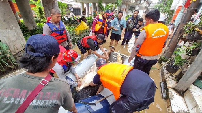 Petugas damkar mengevakuasi 15 ekor kambing dari banjir di Rawajati, Pancoran. Tercatat ada 2 ekor kambing yang mati. (Taufiq S/detikcom)