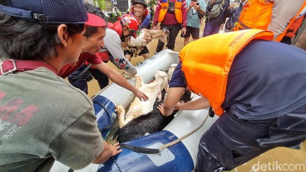 Petugas damkar mengevakuasi 15 ekor kambing dari banjir di Rawajati, Pancoran. Tercatat ada 2 ekor kambing yang mati. (Taufiq S/detikcom)