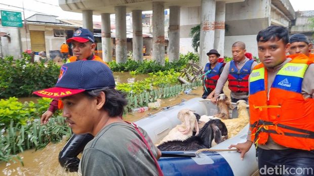 Petugas damkar mengevakuasi 15 ekor kambing dari banjir di Rawajati, Pancoran. Tercatat ada 2 ekor kambing yang mati. (Taufiq S/detikcom)
