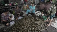 Pekerja mengupas buah kolang-kaling (Arenga pinnata) yang telah direbus di Desa Kalisari, Bejen, Temanggung, Jawa Tengah, Selasa (4/3/2025).