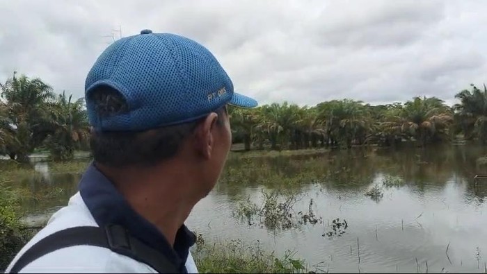 Sawah di Desa Trikarya, Musi Rawas yang terancam gagal panen akibat terendam banjir