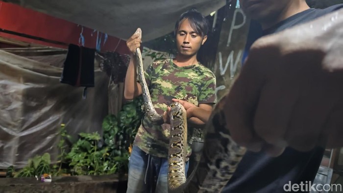 Ular sanca yang ditemukan di selokan.