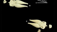 Salah satu fitur boneka yang paling mencolok adalah ekspresi wajah dramatis mereka, yang berubah tergantung dari sudut pandang kita, kata penulis utama studi Jan Szymański, seorang arkeolog di Universitas Warsawa, dalam sebuah pernyataan. Foto: J Przedwojewska-G Prejs et al/PASI via cambridge.org
