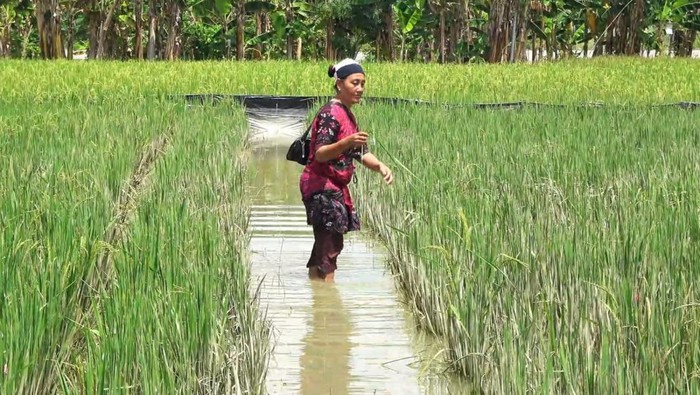 Banjir di Lamongan terjang sawah