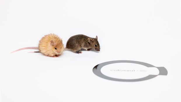 Ilmuwan ciptakan tikus berbulu yang menggemaskan
