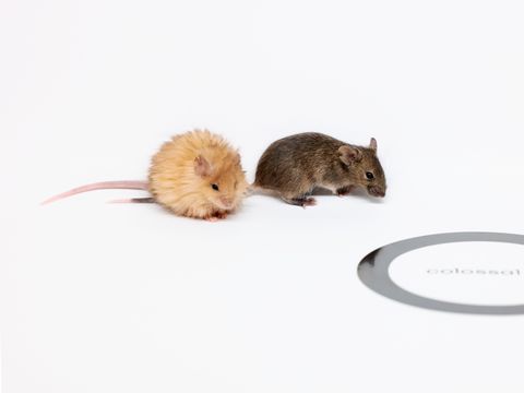 Ilmuwan ciptakan tikus berbulu yang menggemaskan