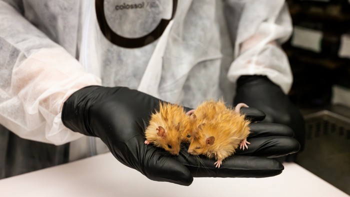 Ilmuwan ciptakan tikus berbulu yang menggemaskan