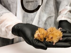8 Kisah Hewan Paling Unik 2025, Laba-laba Muntah Mematikan-Tikus Mamut