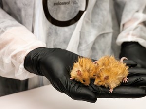 8 Kisah Hewan Paling Unik 2025, Laba-laba Muntah Mematikan-Tikus Mamut