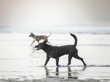 2 Bocah Dikeroyok 6 Anjing Liar, Sempat Dikira Bangkai oleh Warga yang Menolong