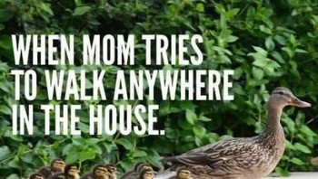 Dalam rumah pun diekori. Foto: Loving Mommyhood via Bored Panda