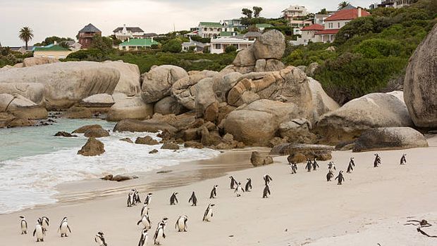 Penguin Afrika (Spheniscus demersus) di Boulders Beach, Cape Town, Afrika Selatan.