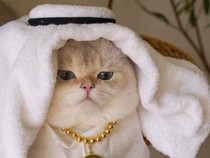 45++ Gambar PP Kucing Ramadhan Terbaru, Lucu, dan Imut