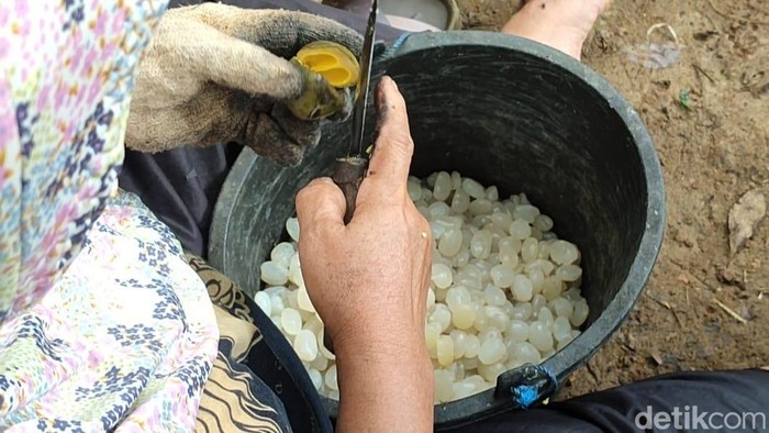 Produksi kolang-kaling di Pangandaran