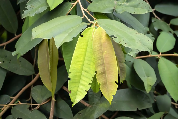 Daun kapur barus Melayu, Dryobalanops aromatica