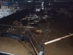 Video: Kondisi Terkini Sapi-sapi di RPH Bekasi Seusai Terendam Banjir