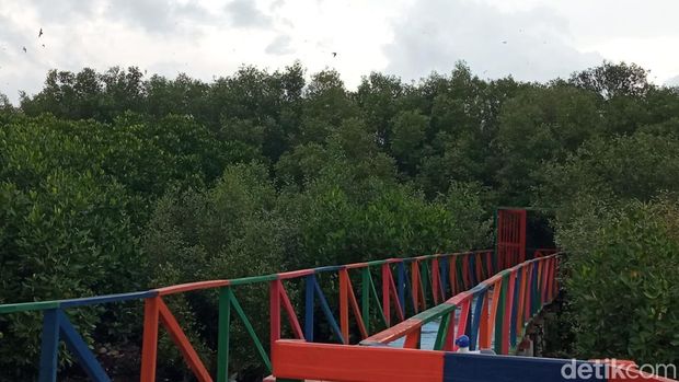 Wisata mangrove di Mundu, Cirebon