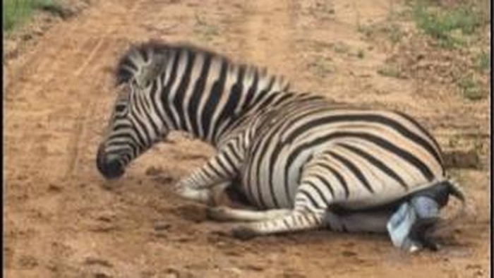 Zebra melahirkan di depan turis