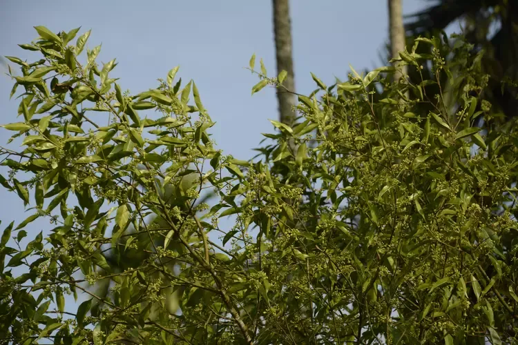 Aquilaria malaccensis atau disebut dengan pohon gaharu. (Dok. indiabiodiversity)