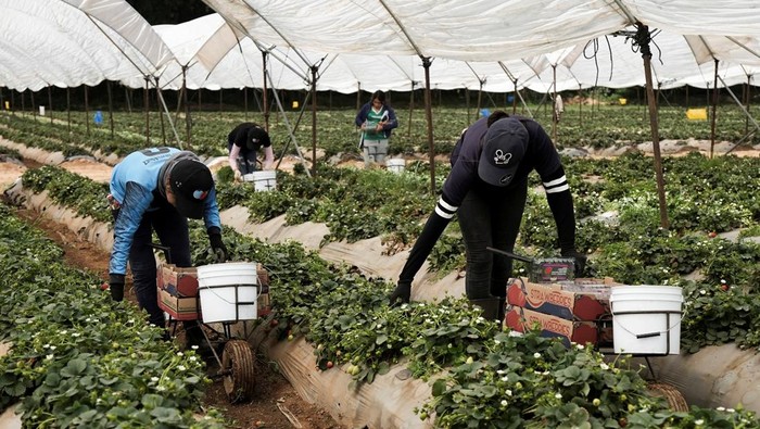 Geliat Petani Meksiko di Tengah Konsekuensi Tarif Trump Workers harvest strawberries grown for export, after tariffs were imposed on Mexico by the U.S., in Acuitzio, Mexico March 4, 2025. REUTERS/Ivan Arias