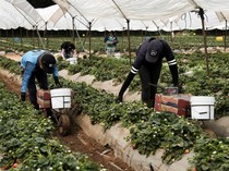 Geliat Petani Meksiko di Tengah Konsekuensi Tarif Trump