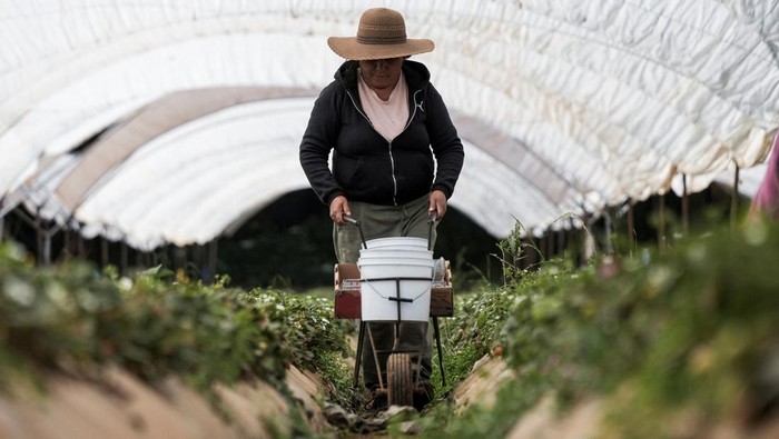Workers harvest strawberries grown for export, after tariffs were imposed on Mexico by the U.S., in Acuitzio, Mexico March 4, 2025. REUTERS/Ivan Arias