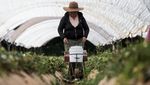 Geliat Petani Meksiko di Tengah Konsekuensi Tarif Trump Geliat Petani Meksiko di Tengah Konsekuensi Tarif Trump