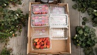 Perdagangan ini penting karena mendukung berbagai industri dan membantu memenuhi permintaan konsumen di AS, khususnya untuk buah-buahan, sayur-sayuran, dan minuman yang diproduksi di Meksiko.  