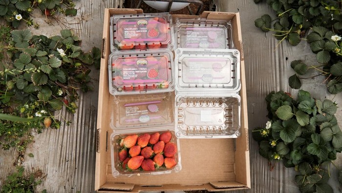 Workers harvest strawberries grown for export, after tariffs were imposed on Mexico by the U.S., in Acuitzio, Mexico March 4, 2025. REUTERS/Ivan Arias