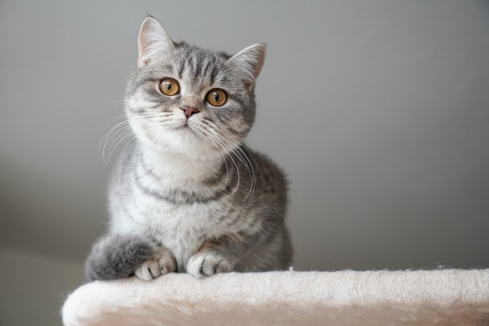 slver tabby british shorthair kitten perching on top of cat tree