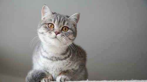 slver tabby british shorthair kitten perching on top of cat tree