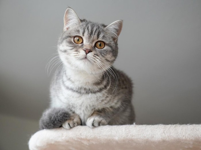 slver tabby british shorthair kitten perching on top of cat tree