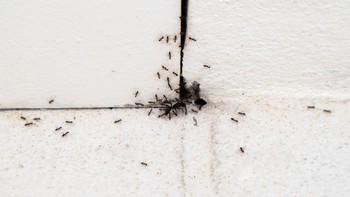 Semut pertama muncul 140-168 juta tahun yang lalu dan ini berarti mereka sudah ada bersama dengan dinosaurus.  Foto: Getty Images/Aekprachaya Ayuyuen