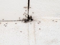 Cara Menghindari Sarang Semut di Rumah dengan Bahan Seadanya