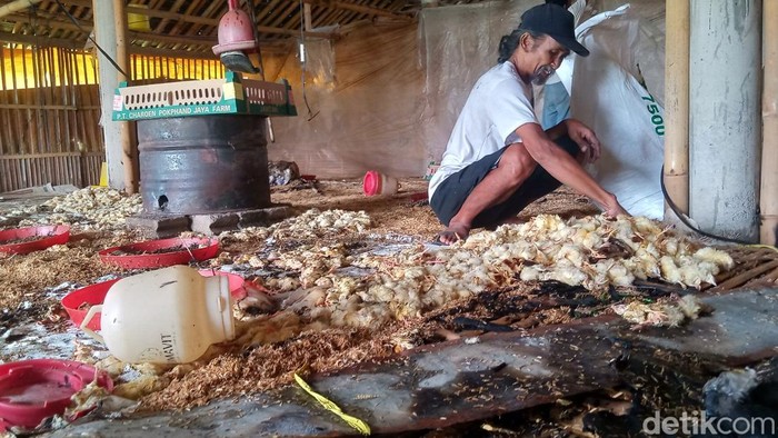 Ribuan ekor ayam mati terpanggang di kandang Desa Bono, Kecamatan Tulung, Klaten.