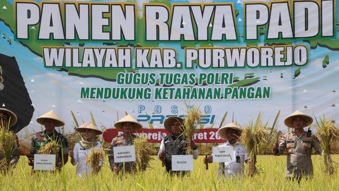 Kegiatan panen raya padi di sawah Desa Sumber Rejo, Kecamatan Purwodadi, Kabupaten Purworejo, Rabu (5/3/2025).